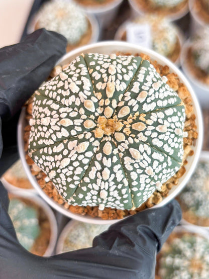 Astrophytum Super Kabuto (t12) (p5) | 3" Pot