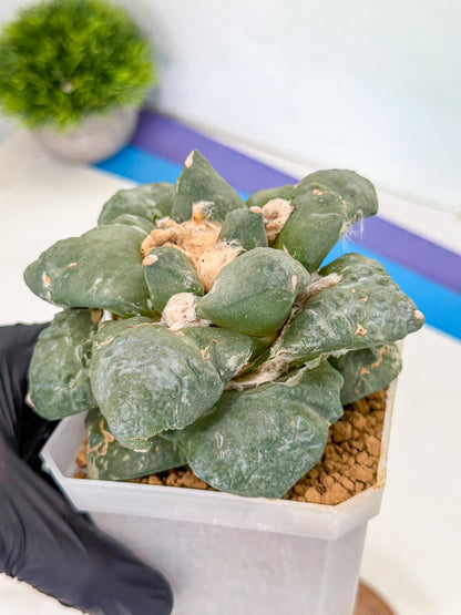 Ariocarpus Cultivar (pp) | Living rock cactus