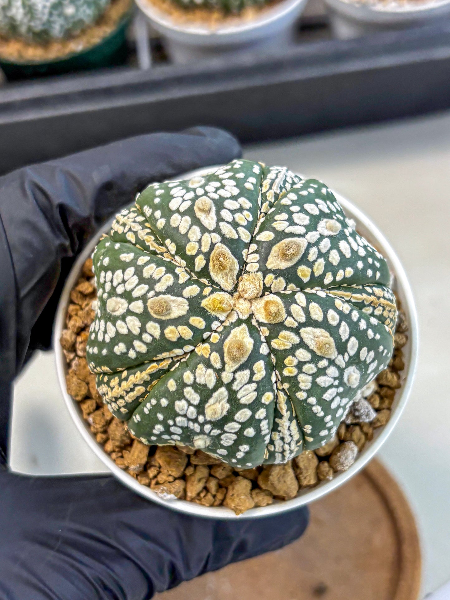 Astrophytum 5-Ribs (at7) (y1) | Living Rocks