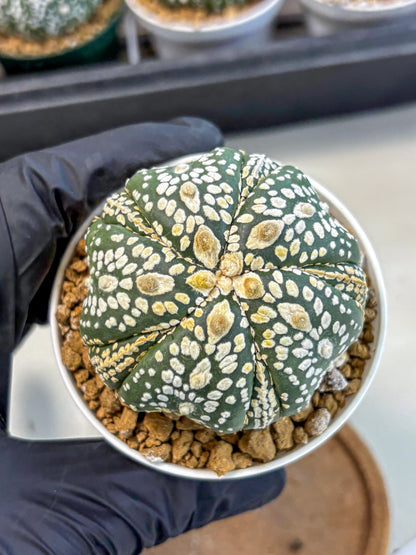 Astrophytum 5-Ribs (at7) (y1) | Living Rocks