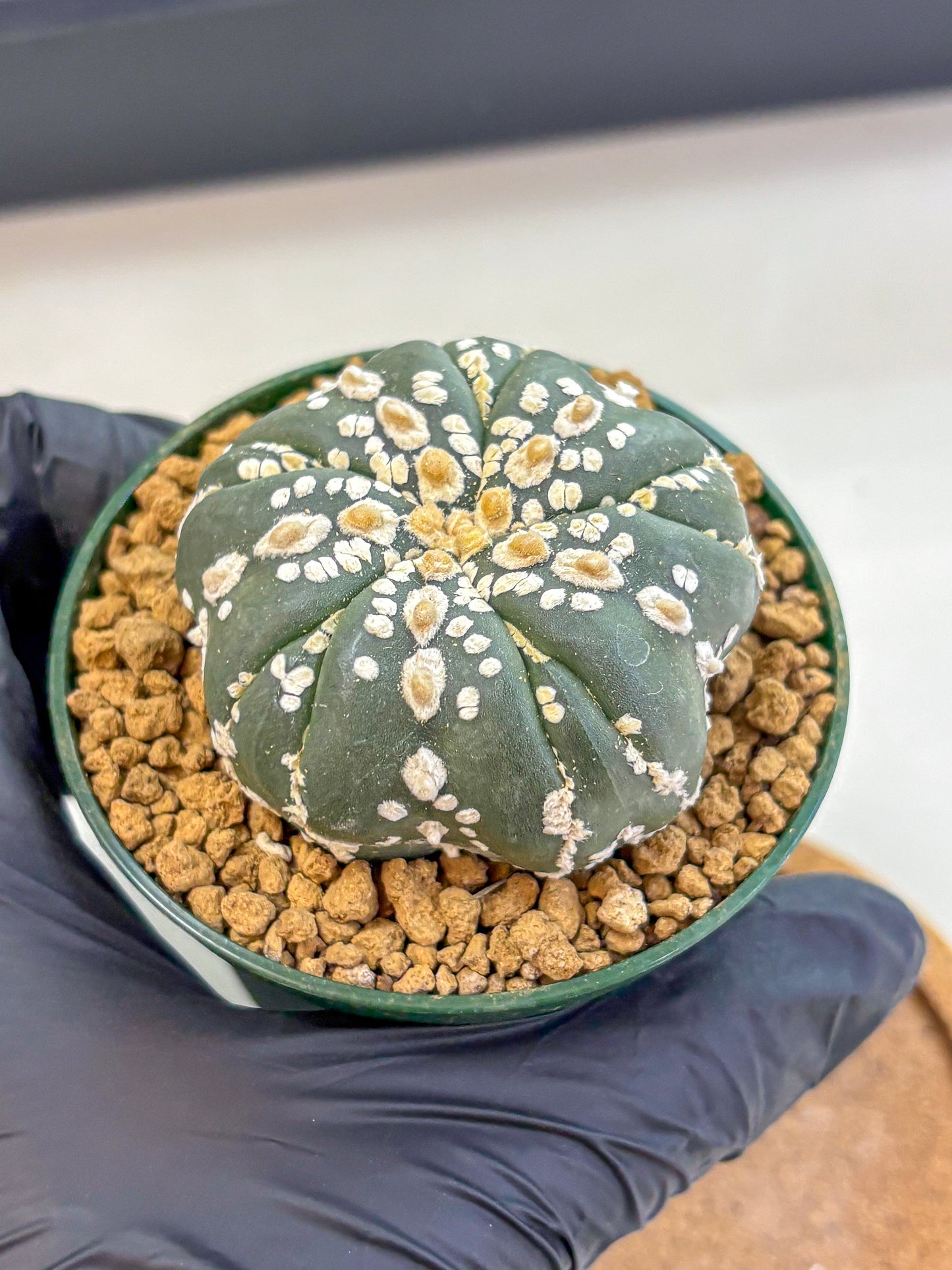 Astrophytum Fukuryu (at8) (03) | Rare Plant | Succulent Cactus