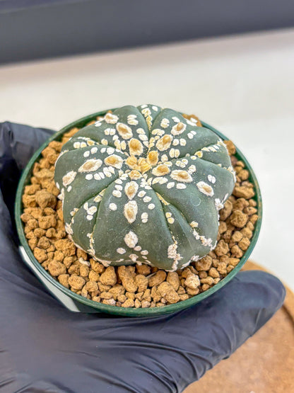 Astrophytum Fukuryu (at8) (03) | Rare Plant | Succulent Cactus