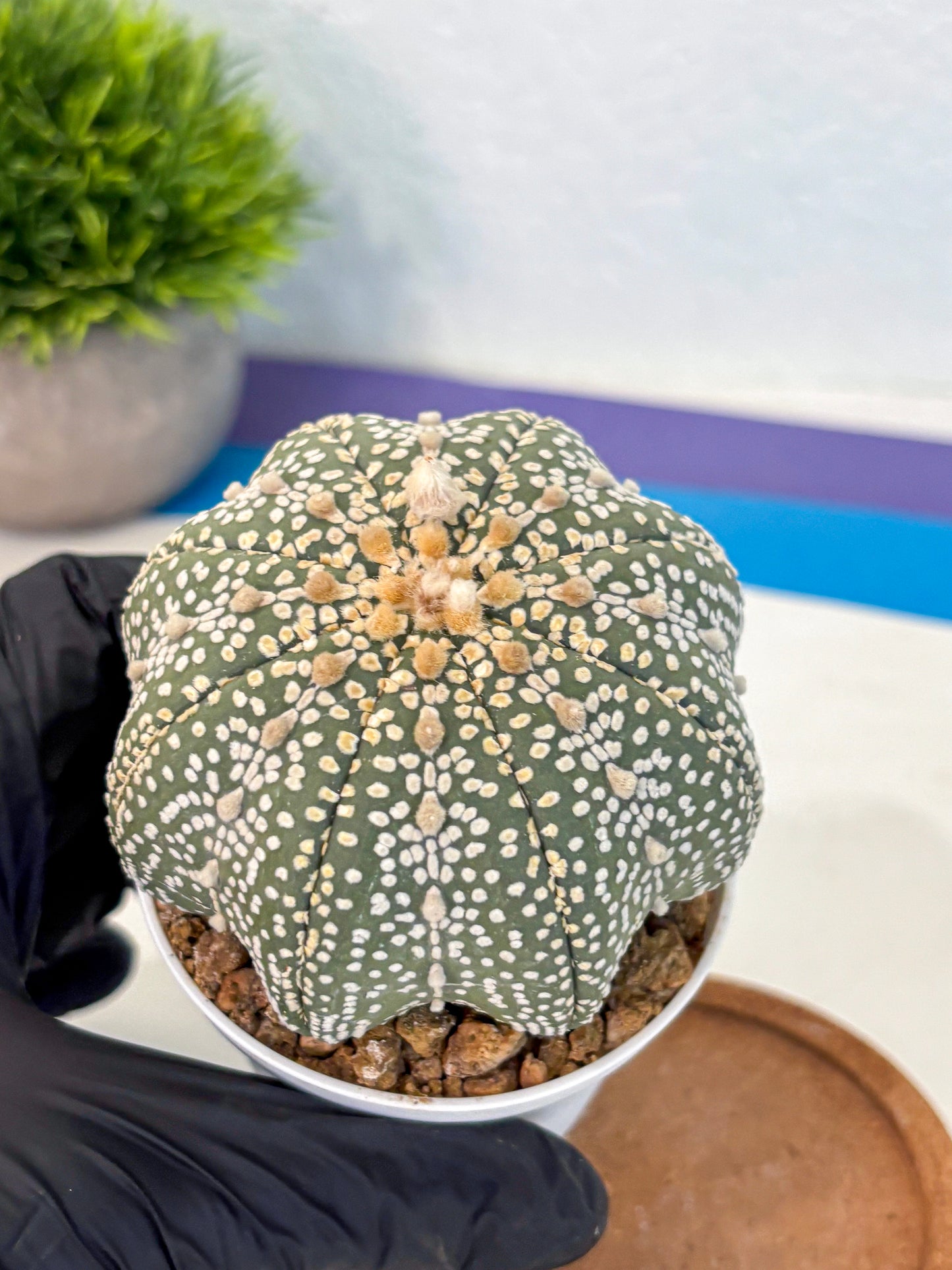 Astrophytum Super Kabuto (at10) (03) | sand dollar cactus
