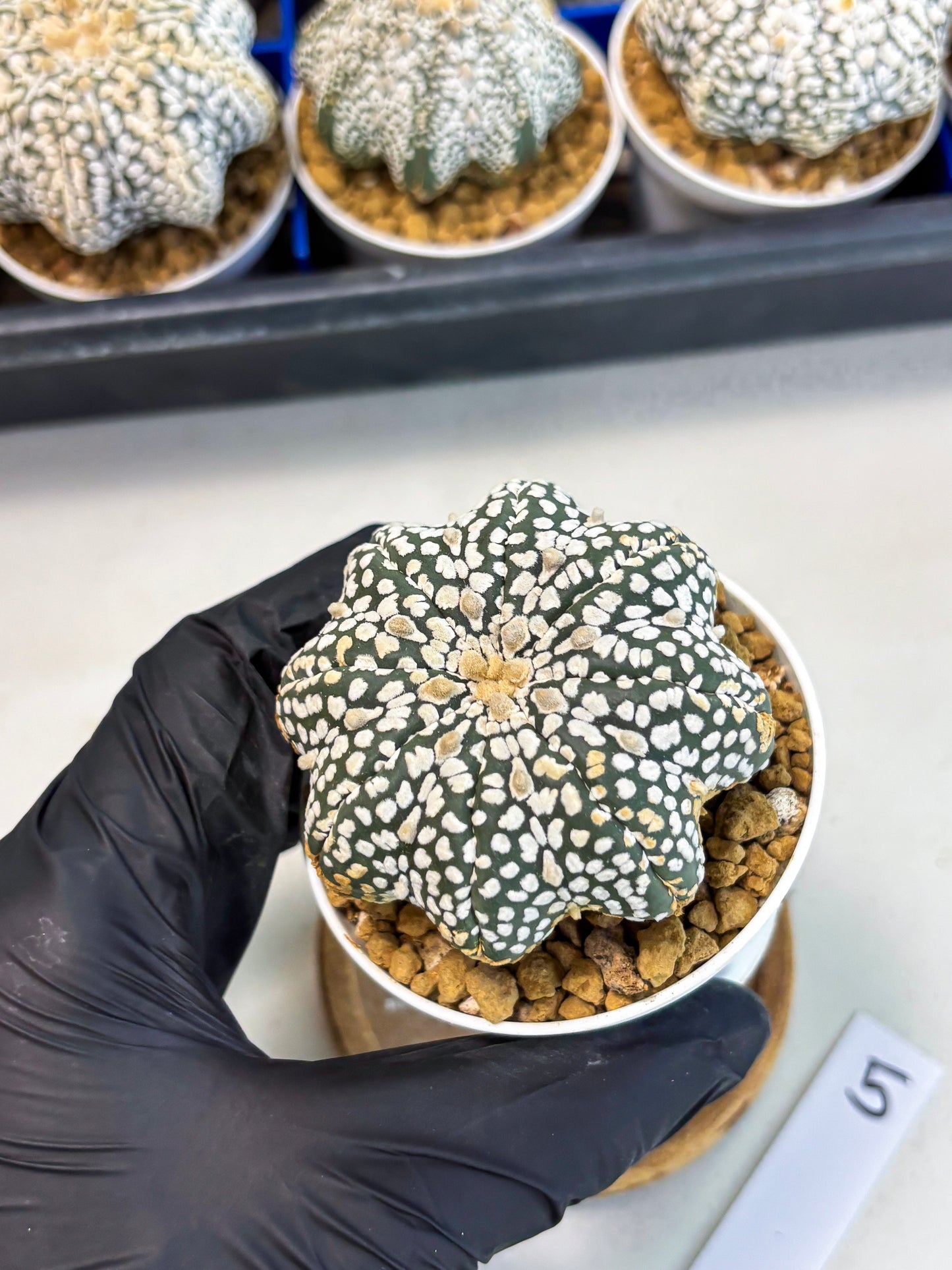Astrophytum Star Shape (at3) (g5) | Very Rare Cactus