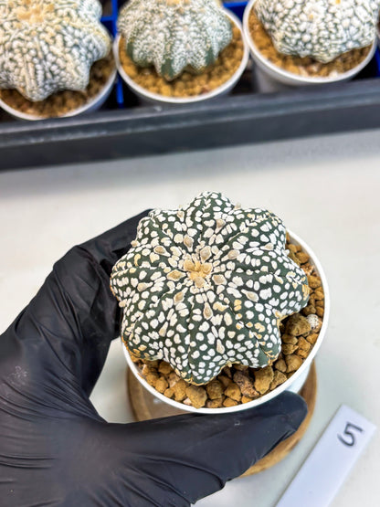 Astrophytum Star Shape (at3) (g5) | Very Rare Cactus