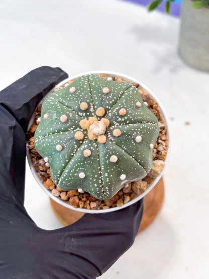 Astrophytum Super Kabuto (T9) (g6) | SHIP from USA