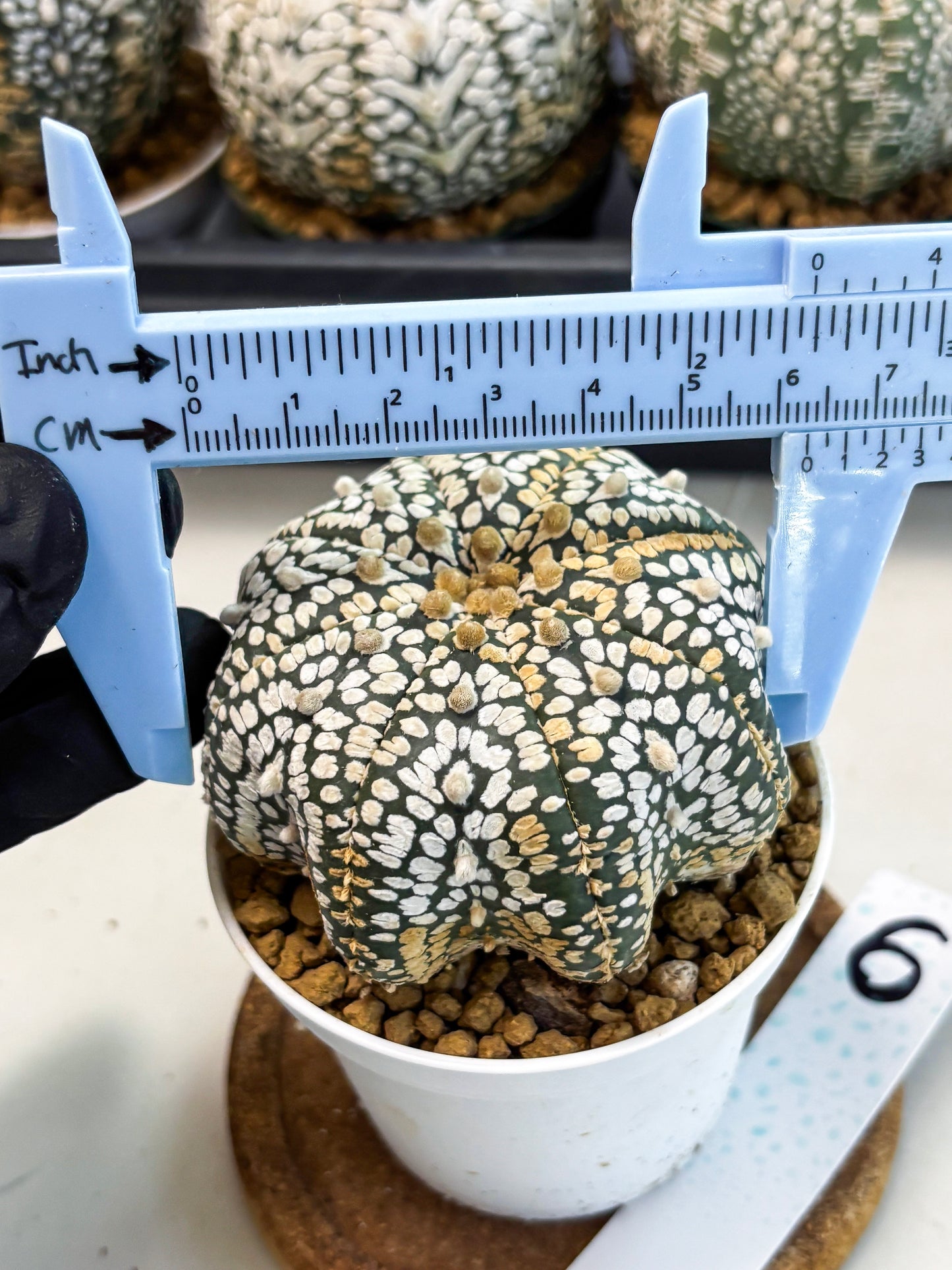 Astrophytum V-Type (at6) (b6) | Rare Star Cactus