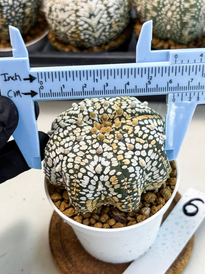 Astrophytum V-Type (at6) (b6) | Rare Star Cactus
