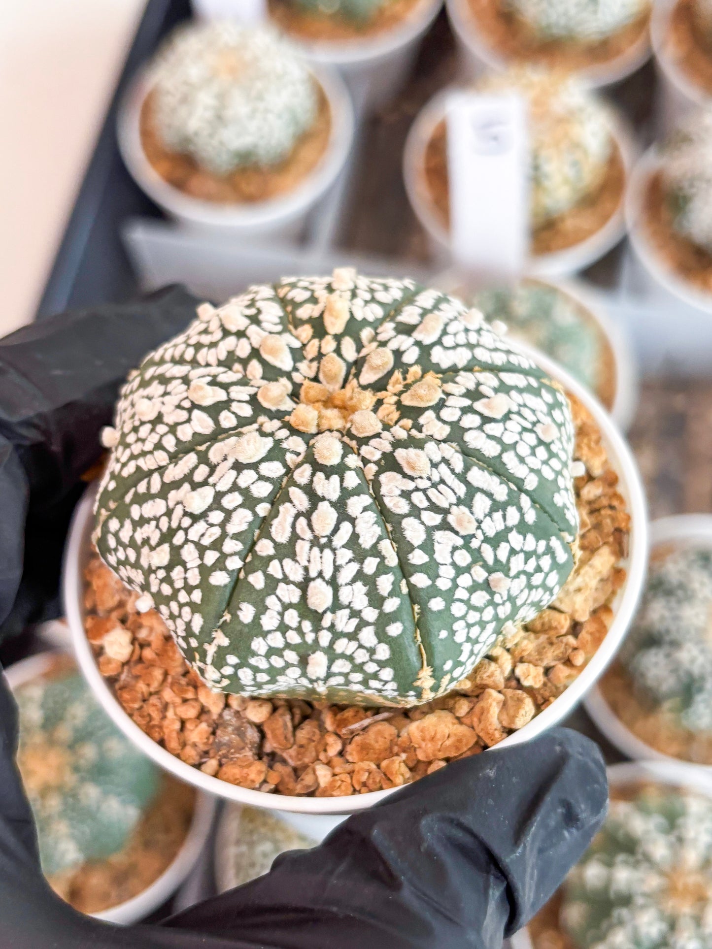 Astrophytum Super Kabuto (t12) (p5) | 3" Pot