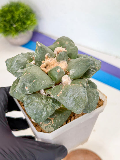 Ariocarpus Cultivar (pp) | Living rock cactus