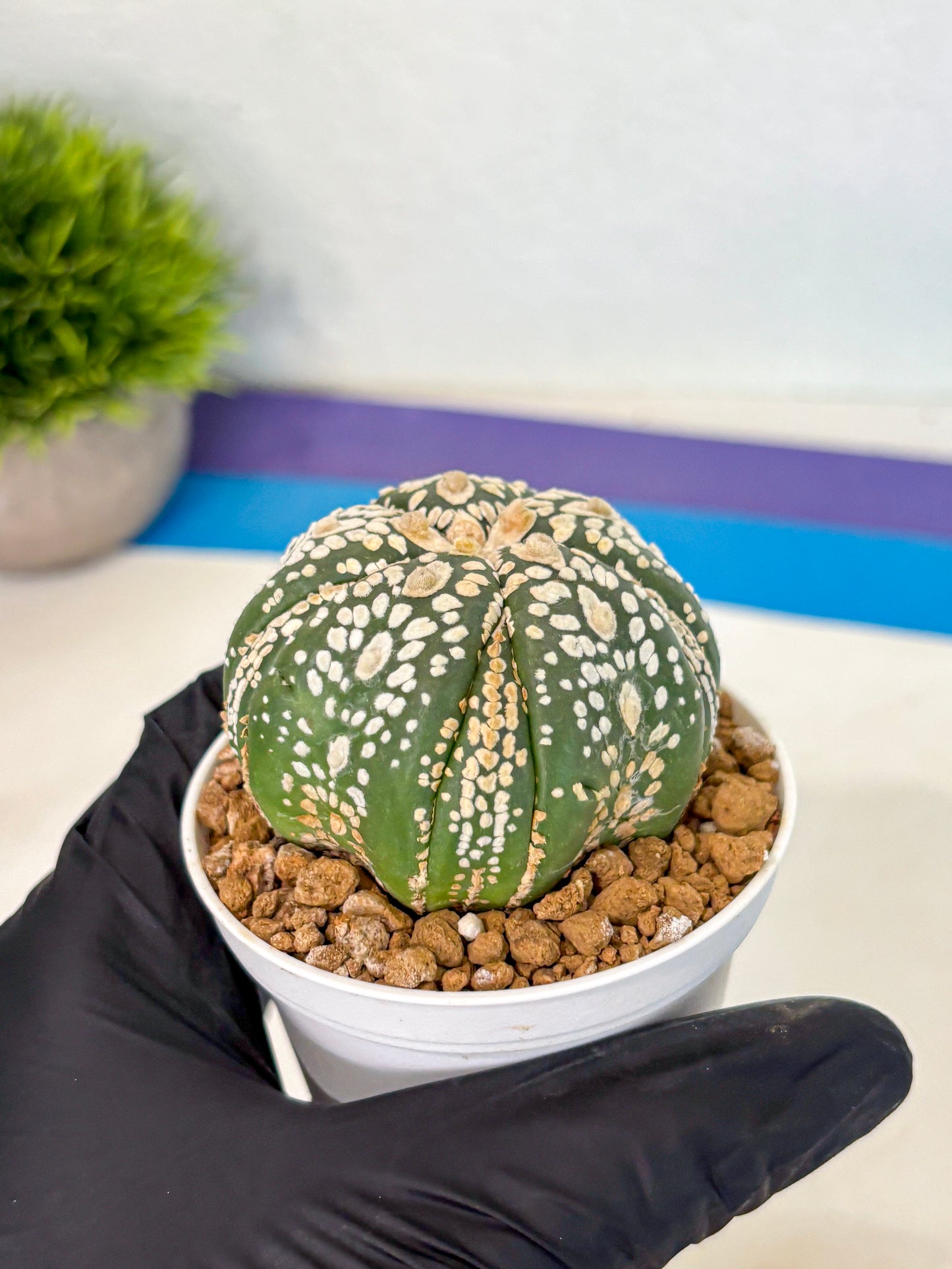 Astrophytum 5-Ribs (at7) (y1) | Living Rocks