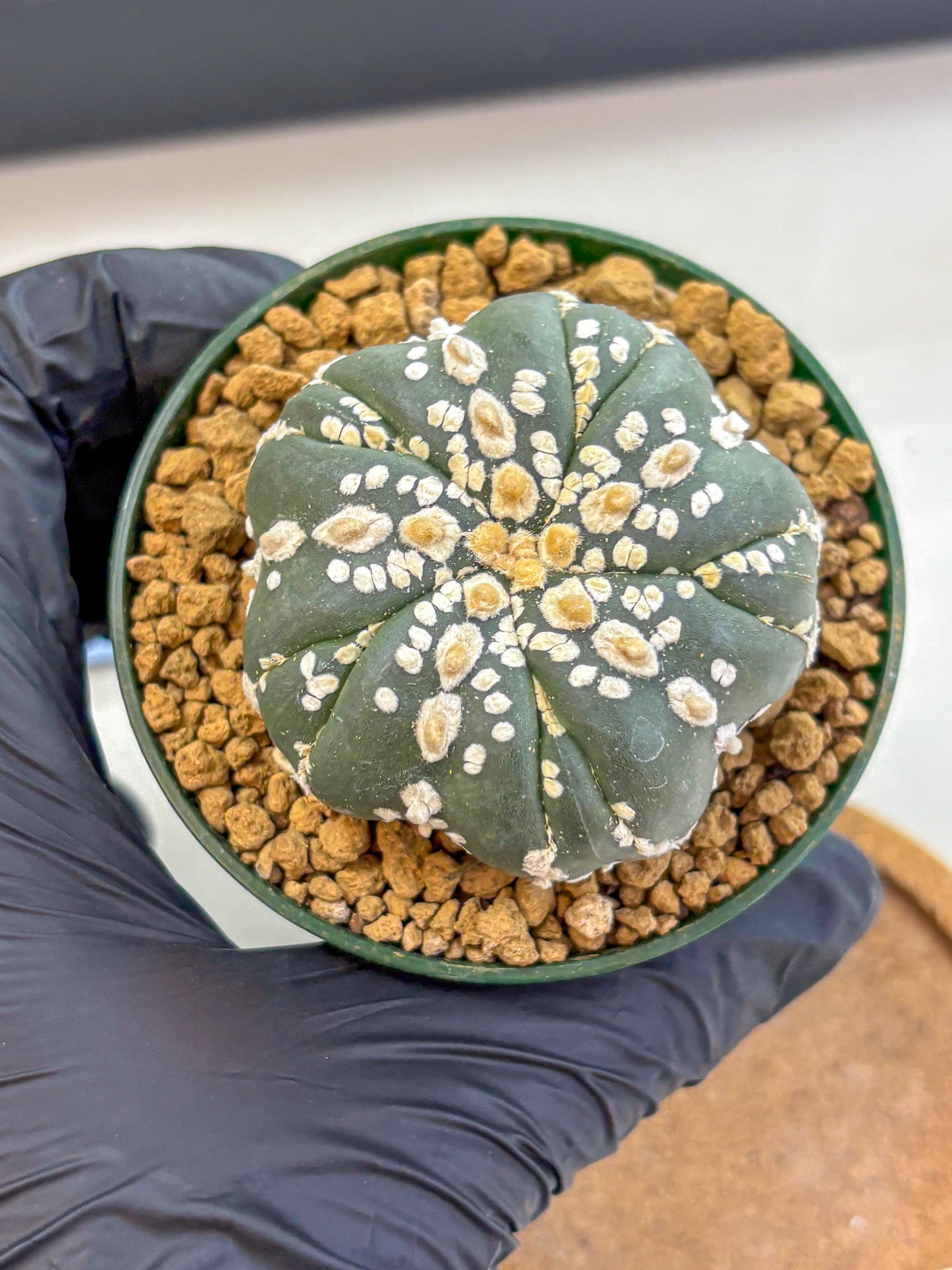 Astrophytum Fukuryu (at8) (03) | Rare Plant | Succulent Cactus