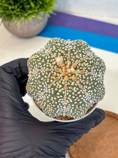 Astrophytum Super Kabuto (at10) (03) | sand dollar cactus
