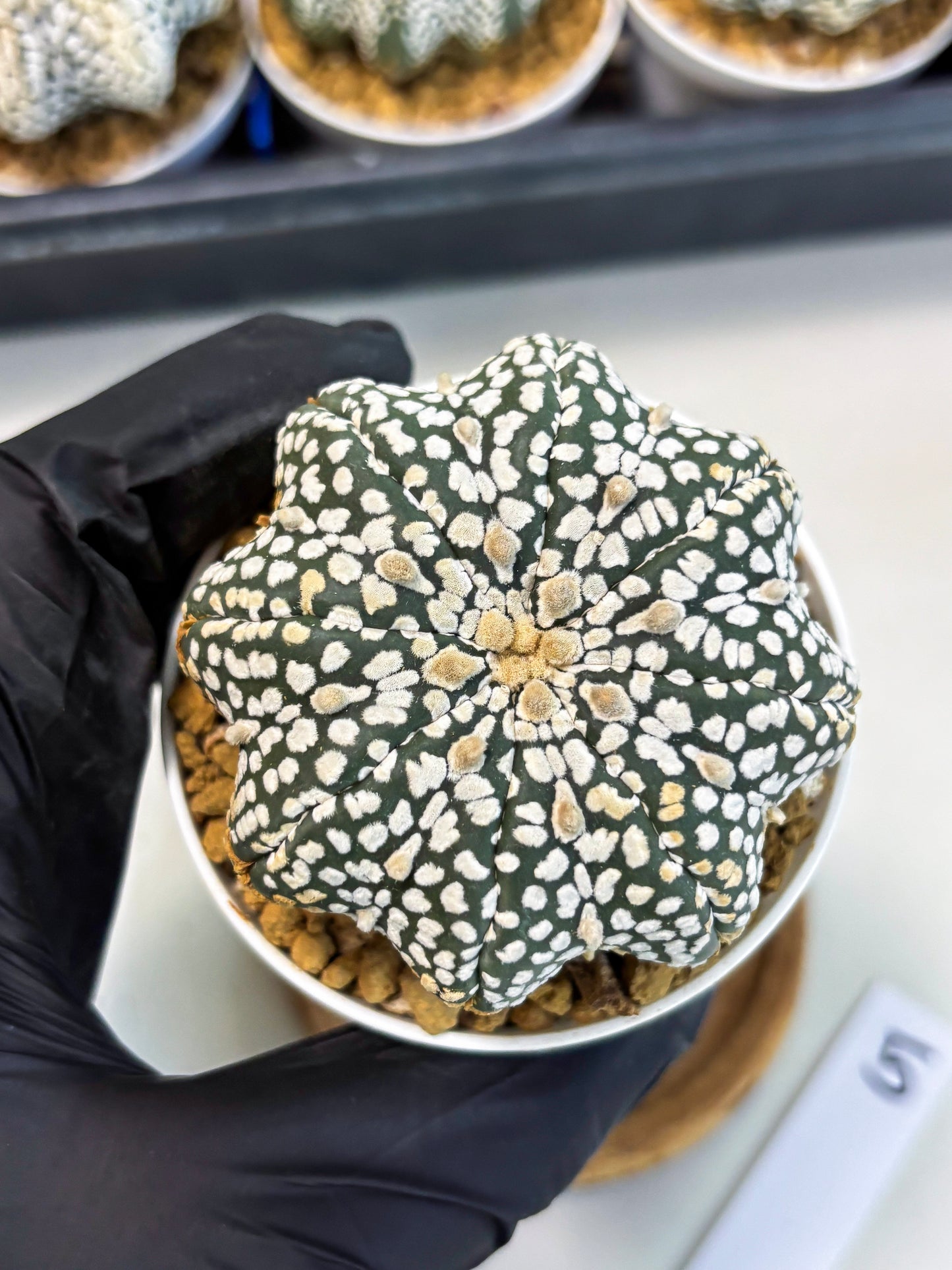 Astrophytum Star Shape (at3) (g5) | Very Rare Cactus