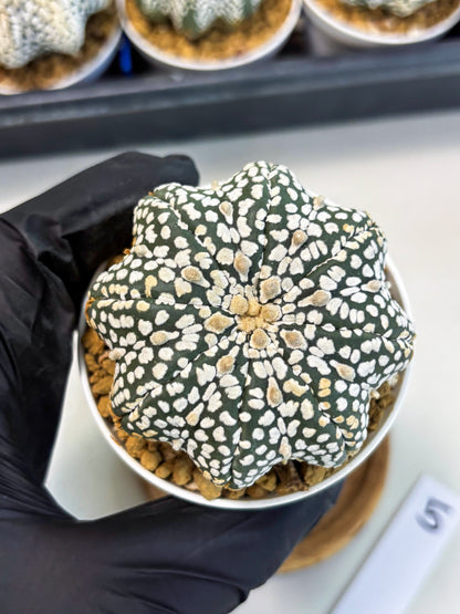 Astrophytum Star Shape (at3) (g5) | Very Rare Cactus