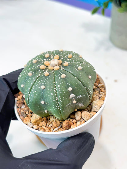 Astrophytum Super Kabuto (T9) (g6) | SHIP from USA