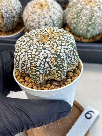 Astrophytum V-Type (at6) (b6) | Rare Star Cactus