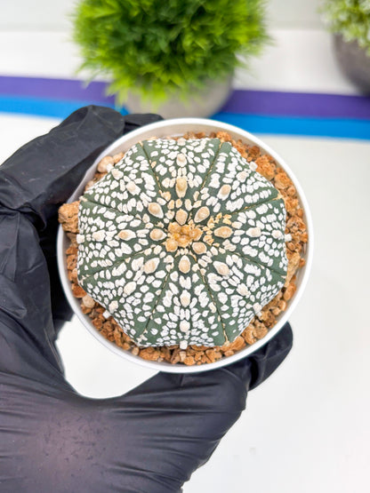 Astrophytum Super Kabuto (t12) (p5) | 3" Pot