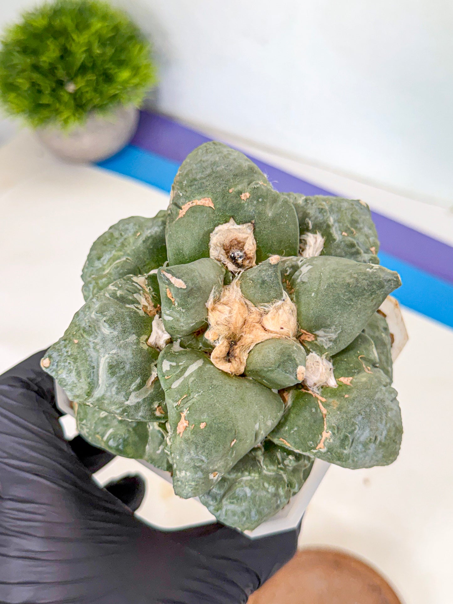 Ariocarpus Cultivar (pp) | Living rock cactus