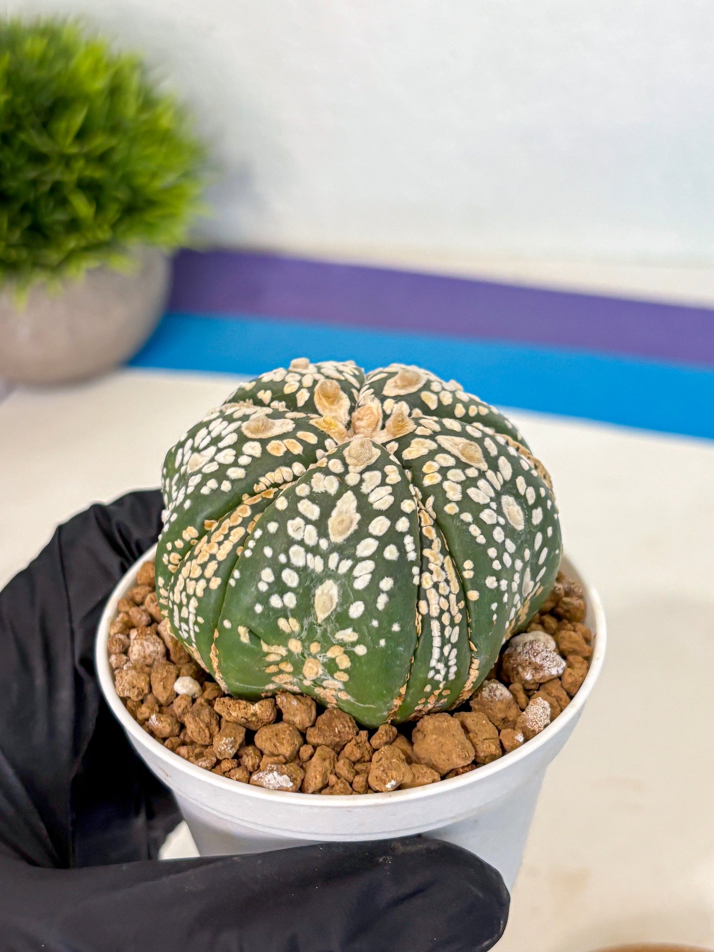 Astrophytum 5-Ribs (at7) (y1) | Living Rocks