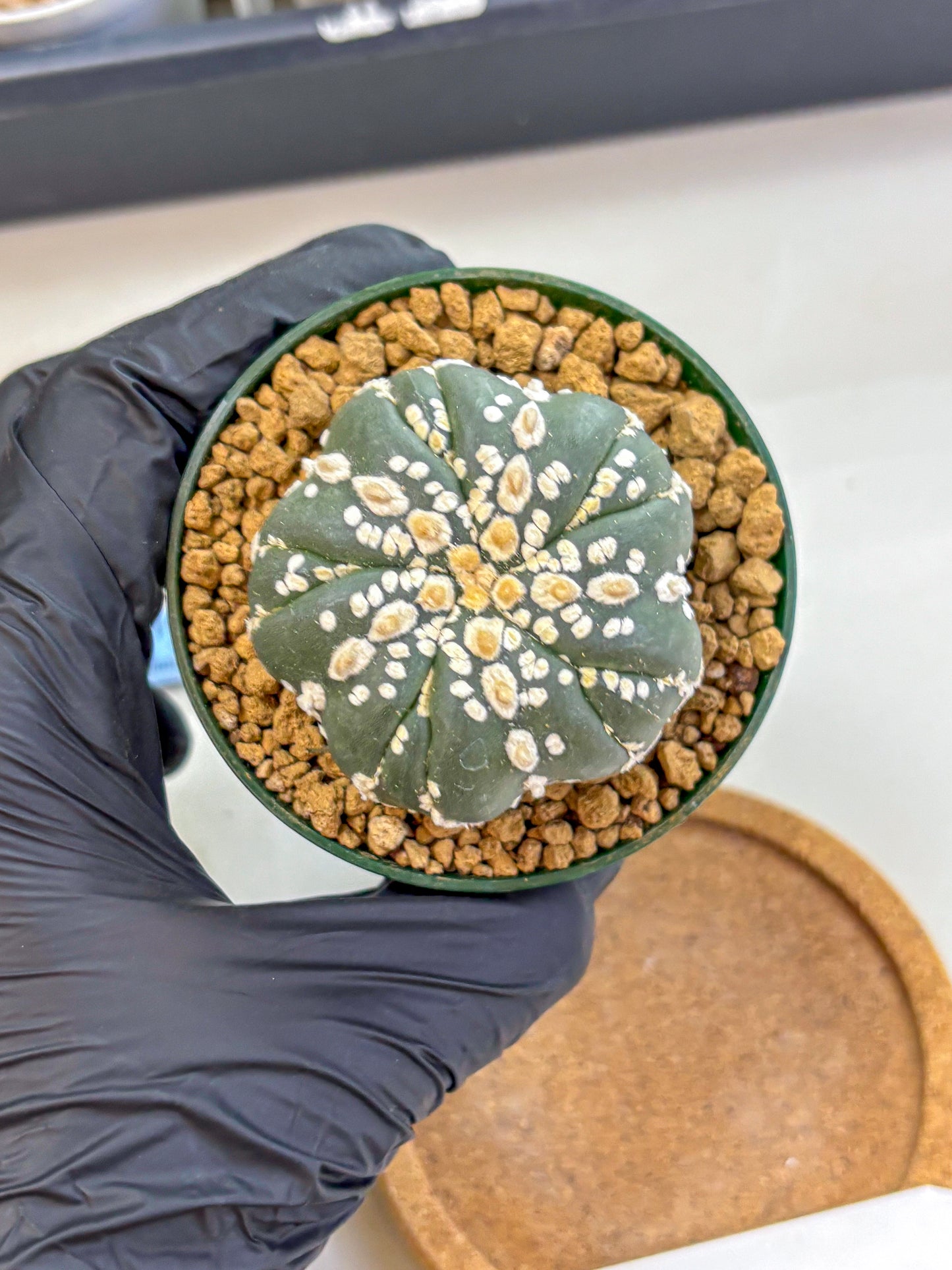 Astrophytum Fukuryu (at8) (03) | Rare Plant | Succulent Cactus