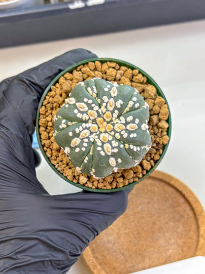 Astrophytum Fukuryu (at8) (03) | Rare Plant | Succulent Cactus
