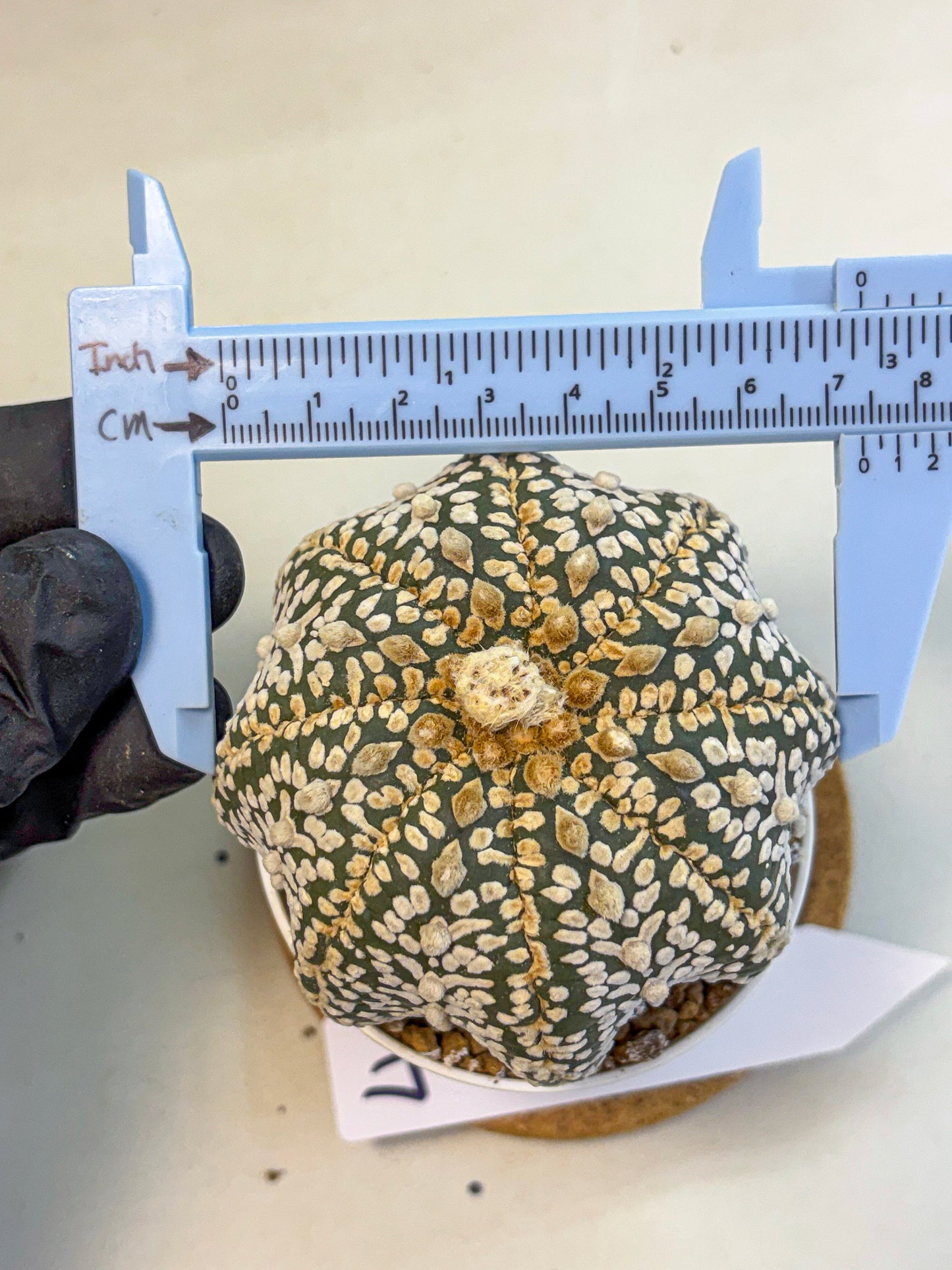 Astrophytum Super Kabuto (at10) (04) | sand dollar cactus
