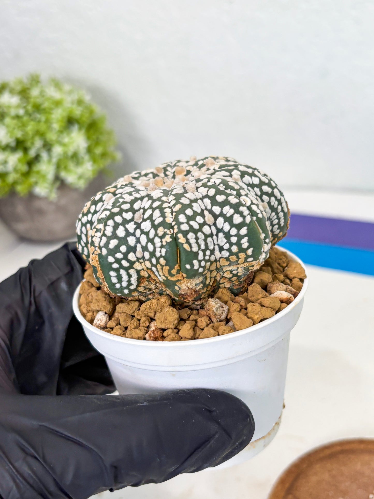 Astrophytum Star Shape (at3) (g5) | Very Rare Cactus