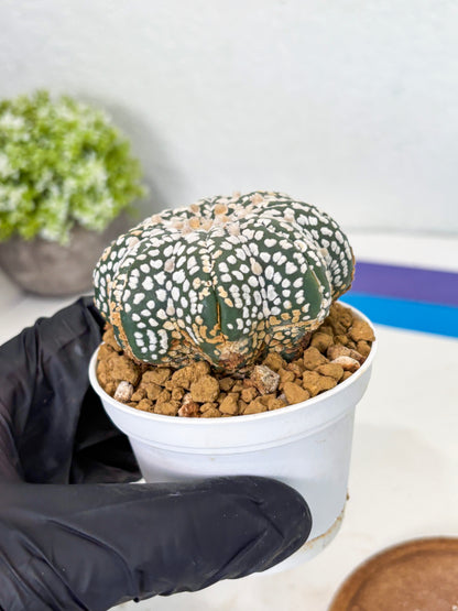 Astrophytum Star Shape (at3) (g5) | Very Rare Cactus