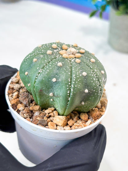 Astrophytum Super Kabuto (T9) (g6) | SHIP from USA