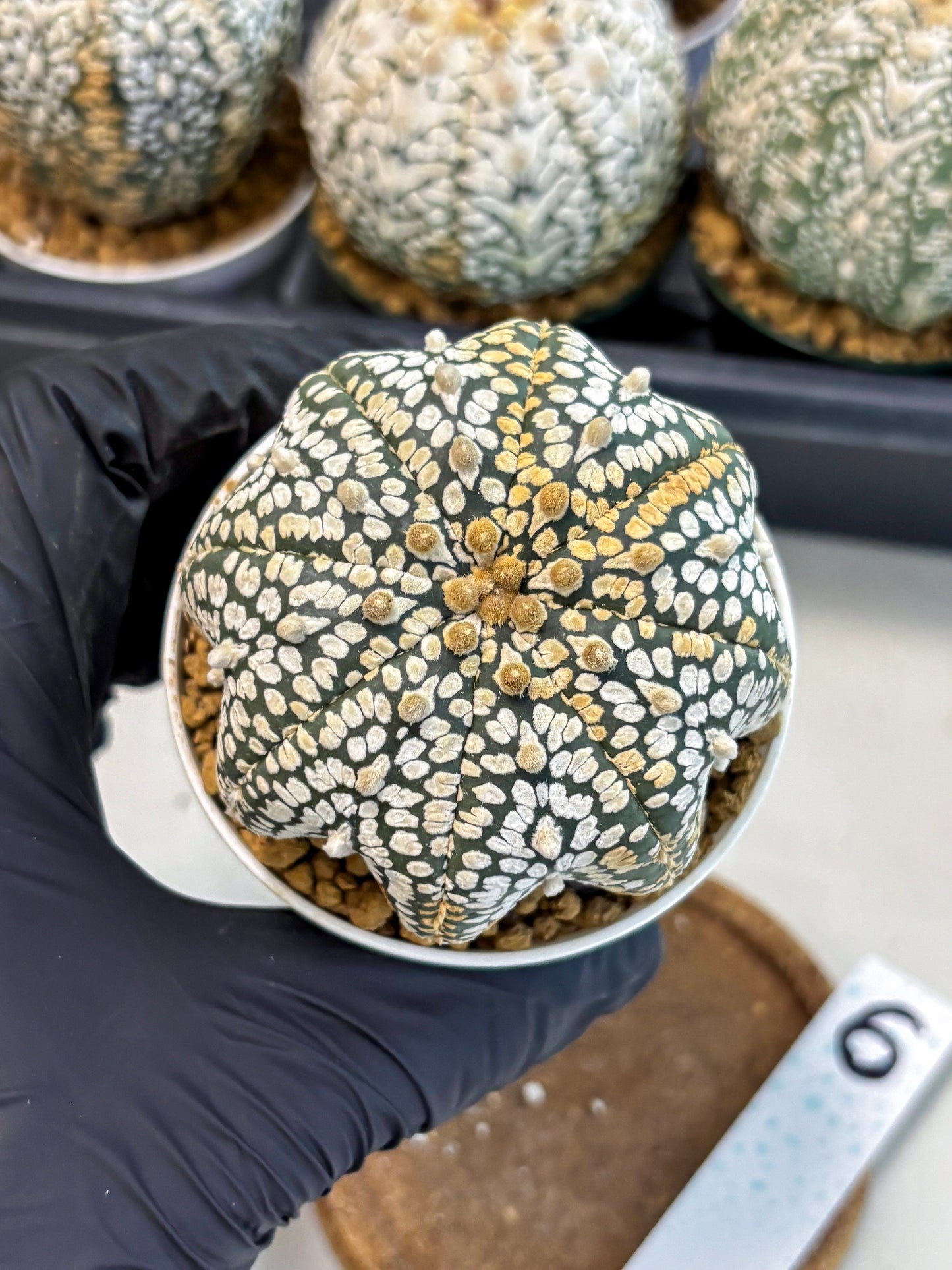 Astrophytum V-Type (at6) (b6) | Rare Star Cactus