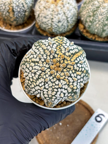 Astrophytum V-Type (at6) (b6) | Rare Star Cactus