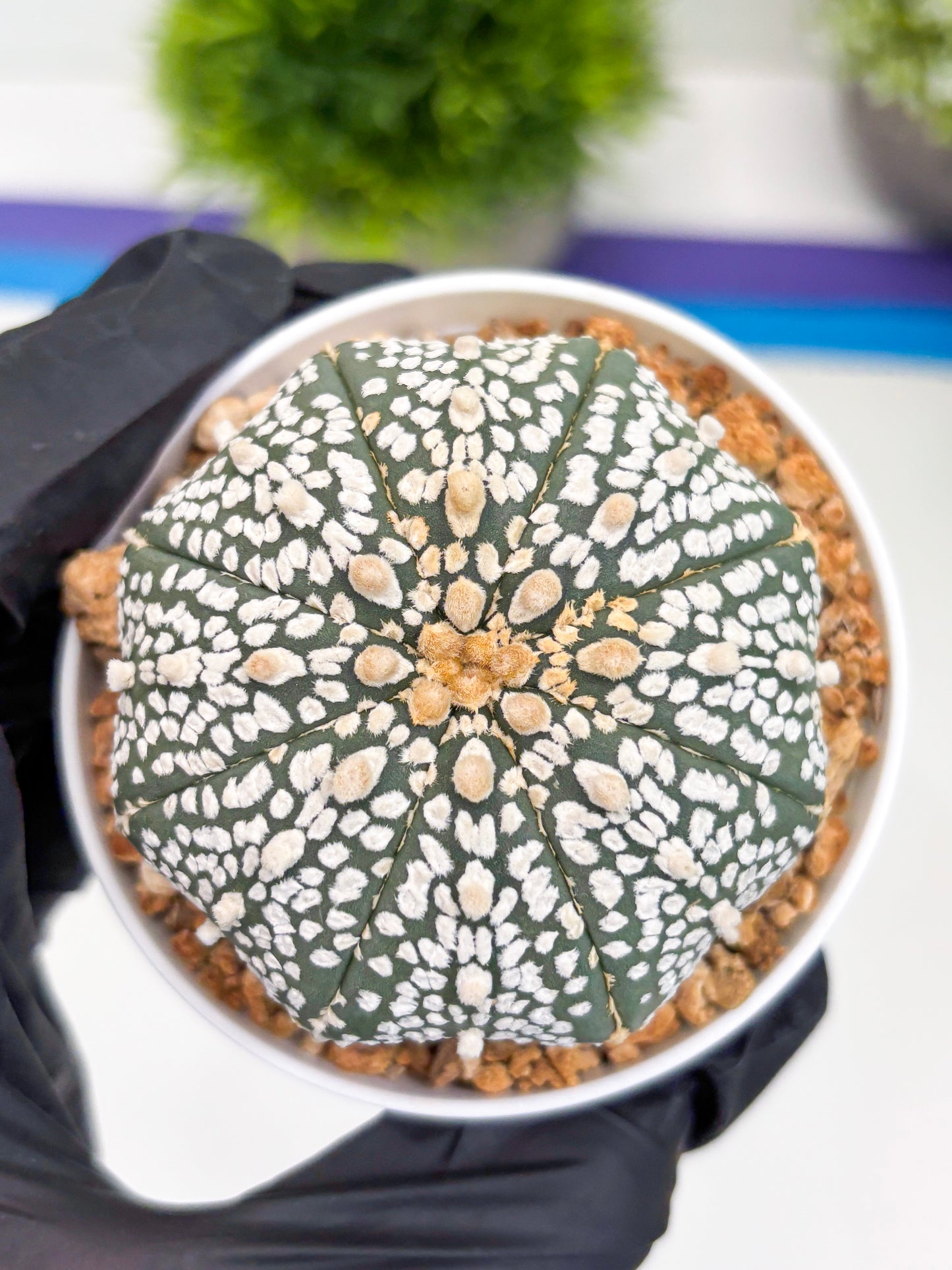 Astrophytum Super Kabuto (t12) (p5) | 3" Pot