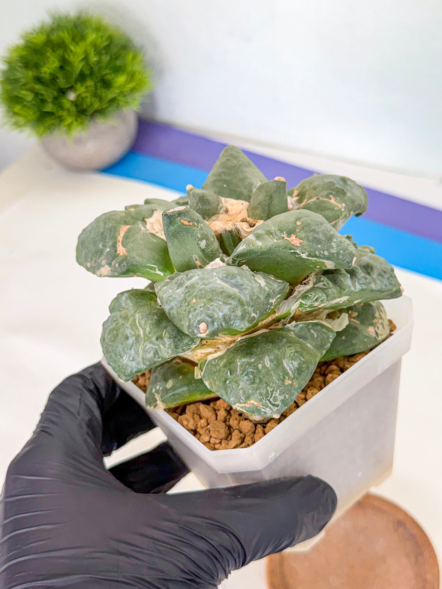 Ariocarpus Cultivar (pp) | Living rock cactus