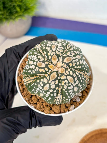 Astrophytum 5-Ribs (at7) (y1) | Living Rocks