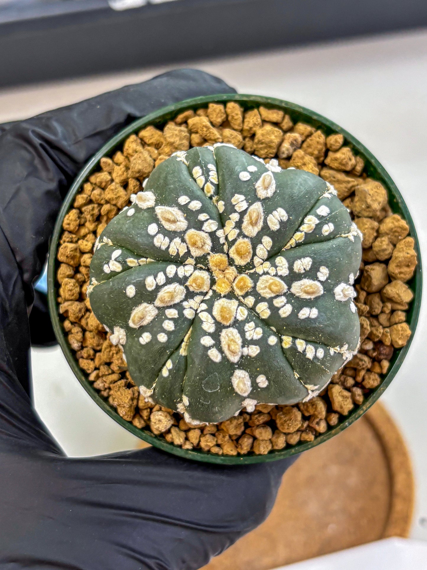 Astrophytum Fukuryu (at8) (03) | Rare Plant | Succulent Cactus