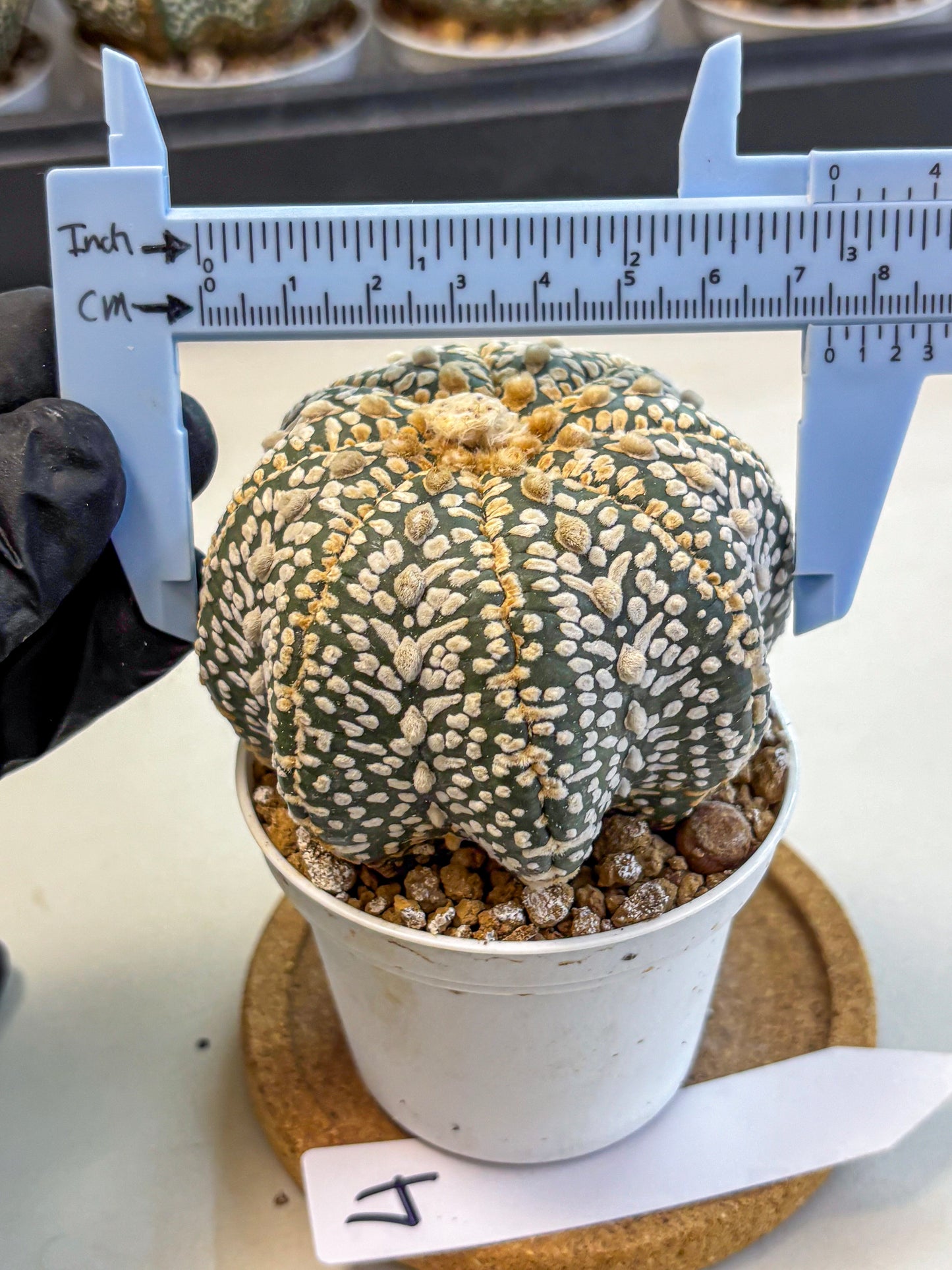 Astrophytum Super Kabuto (at10) (04) | sand dollar cactus