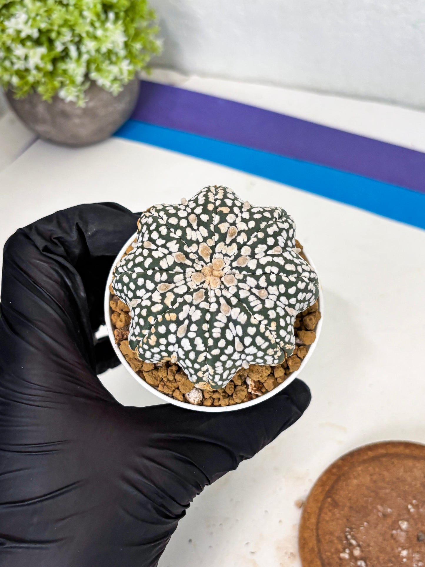 Astrophytum Star Shape (at3) (g5) | Very Rare Cactus
