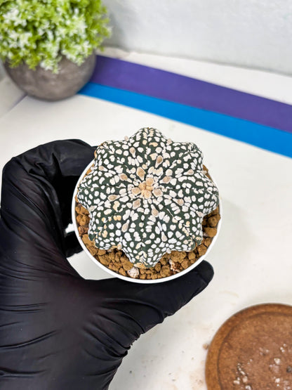 Astrophytum Star Shape (at3) (g5) | Very Rare Cactus