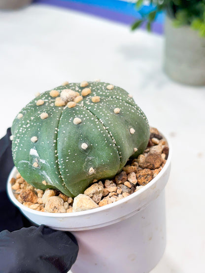 Astrophytum Super Kabuto (T9) (g6) | SHIP from USA