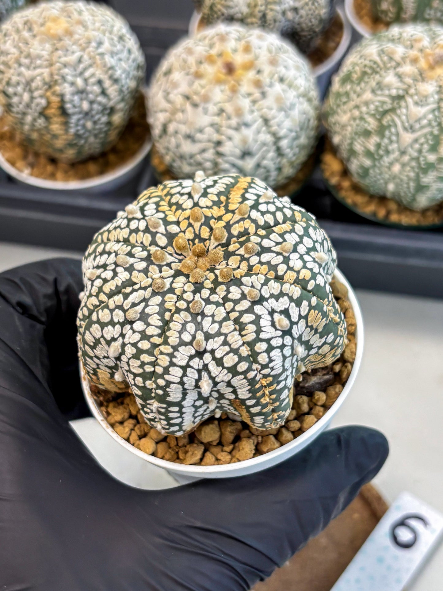 Astrophytum V-Type (at6) (b6) | Rare Star Cactus