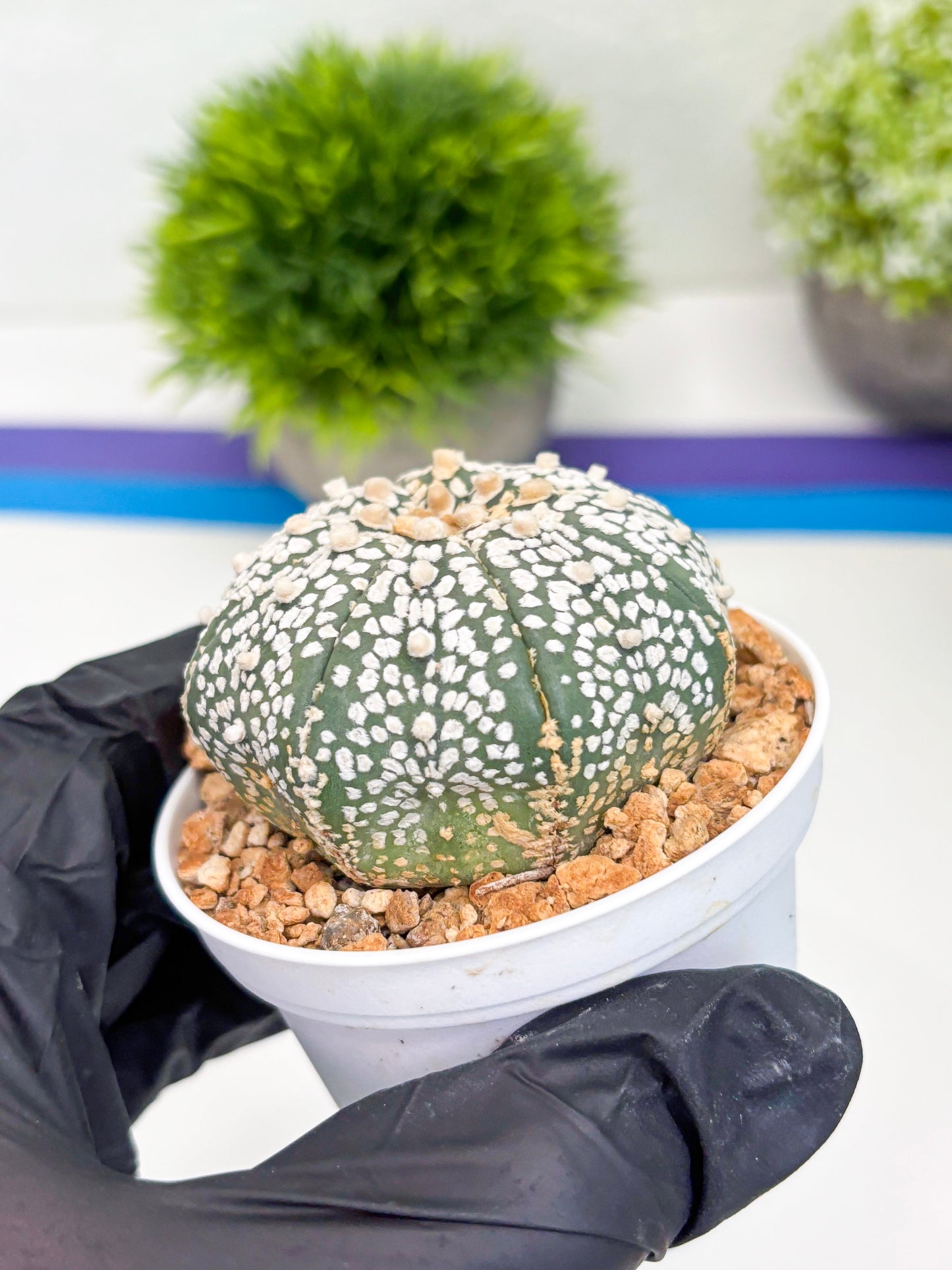 Astrophytum Super Kabuto (t12) (p5) | 3" Pot