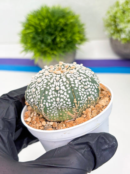 Astrophytum Super Kabuto (t12) (p5) | 3" Pot