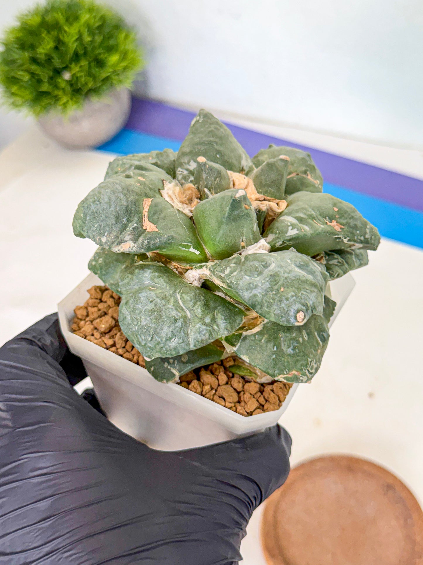 Ariocarpus Cultivar (pp) | Living rock cactus