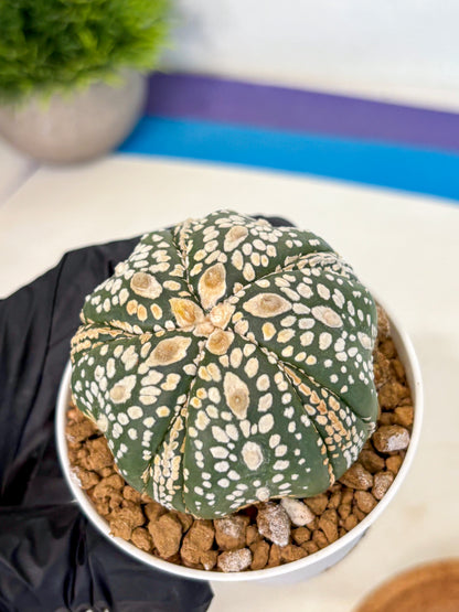 Astrophytum 5-Ribs (at7) (y1) | Living Rocks