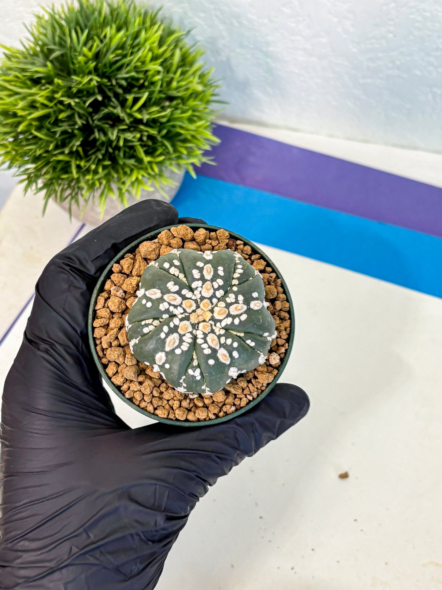 Astrophytum Fukuryu (at8) (03) | Rare Plant | Succulent Cactus