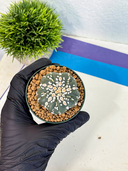 Astrophytum Fukuryu (at8) (03) | Rare Plant | Succulent Cactus