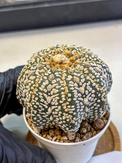 Astrophytum Super Kabuto (at10) (04) | sand dollar cactus