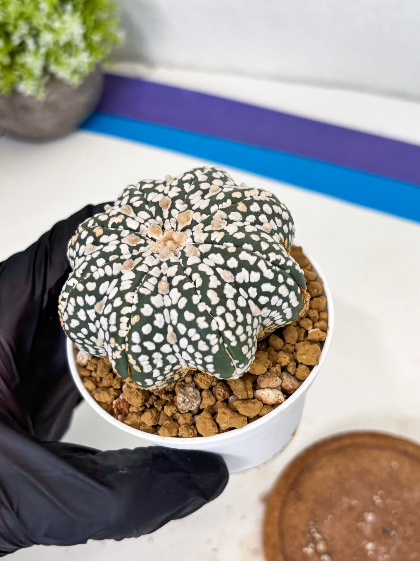 Astrophytum Star Shape (at3) (g5) | Very Rare Cactus