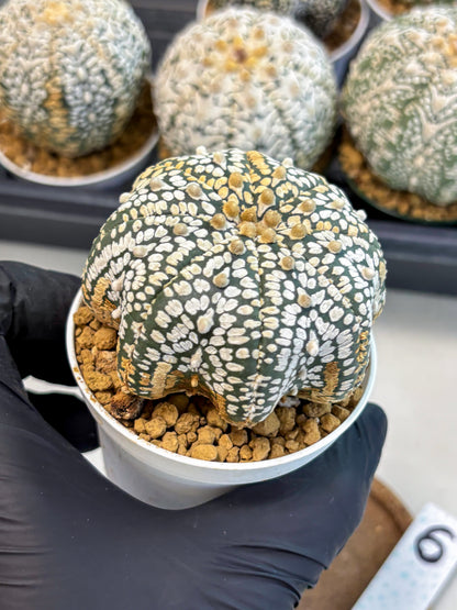 Astrophytum V-Type (at6) (b6) | Rare Star Cactus